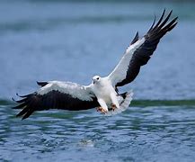 Anak Burung Elang Laut